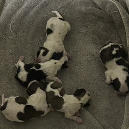 Shih Tzu puppies from Added family