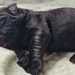 No Collar - Brindle male Mastiff puppy in Linton, Indiana from Riggins Mastiffs and Danes