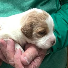 Sadie girl 5 - Orange and white female Brittany puppy in Floyd Knobs, Indiana from Cross Creek Brittanys