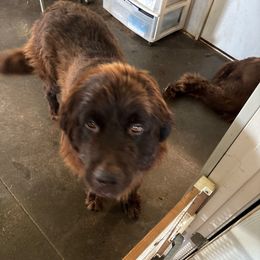 Cleo - Newfoundland