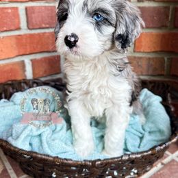 Aussiedoodle Puppies from Ridgeline Doodles