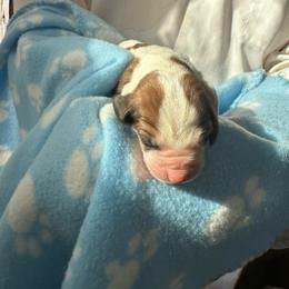 Girl 2 - Brown black and white female Basset Hound puppy in Las Animas, Colorado from J&D Dachsies