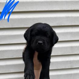 Shiner - Black female Labrador Retriever puppy in Lenoir, North Carolina from Wooten Retrievers