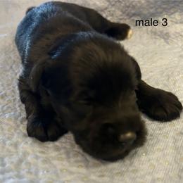 Male 3 - Black male Miniature Schnauzer puppy in Granville, Ohio from Shull Mini Schnauzers
