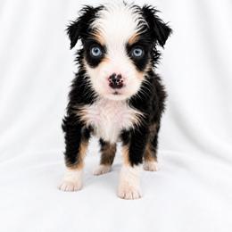 Beck - Black tri male Miniature Australian Shepherd puppy in Louisville, Mississippi from Kristy’s Kennels