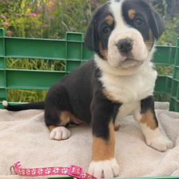 Dark Pink Girl - Black, white and red female Greater Swiss Mountain Dog puppy in Oregon City, Oregon from Runamuck's Greater Swiss Mountain Dogs