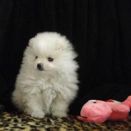 Druzy is a playful little girl.  She has a brother and enjoys playing with him.  She likes to snuggle and sit in your lap.  She loves all of her toys and will bring them to you most of the time - Cream female Pomeranian puppy in Greenville, Georgia from Breezy Hill Poms