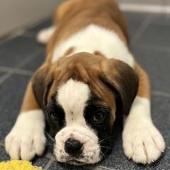 Boxer Puppies from Von Royal Dell’Infinite