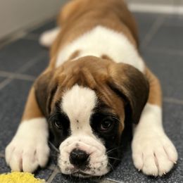 Boxer Puppies from Von Royal Dell’Infinite