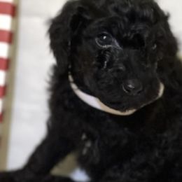 Poodles from Lil French Farm