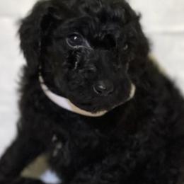 Poodles from Lil French Farm