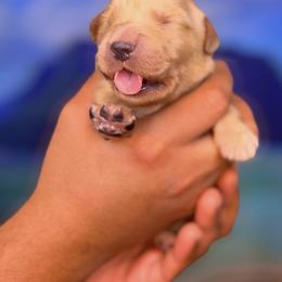 Golden Retriever puppies from Bear State Golden Retrievers