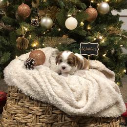 Wulfric - Blenheim male Cavalier King Charles Spaniel puppy in Hixson, Tennessee from Erickson Cavaliers