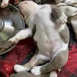 Bulldog Puppies from Midwest Monster Made Bulldogs