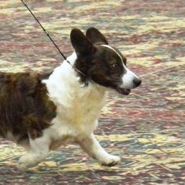 Travis - Cardigan Welsh Corgi