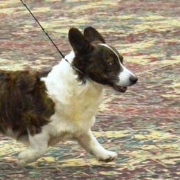 Travis - Cardigan Welsh Corgi
