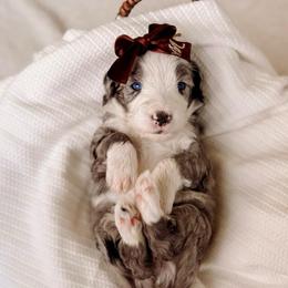 Glory - Merle female Bernedoodle puppy in Cold Spring, Minnesota from A.N.A. Doodles