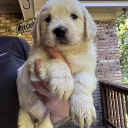 Tank/Black - Light golden Golden Retriever puppy in Ellerslie, Georgia from Hearthstone Goldens