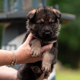 McGee - Sable male German Shepherd puppy in Berwick, Maine from Vom Rindahaus Shepherds