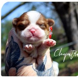 Cleopatra - female Shih Tzu puppy in Warren, Michigan from Danielle's Yorkie Babies