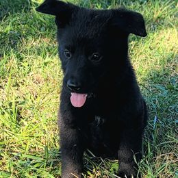 German Shepherd Puppies from Woodhill K9