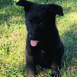 German Shepherd Puppies from Woodhill K9