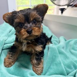 Toy Yorkshire Terrier - male Yorkshire Terrier puppy in Watervliet, Michigan from Von Kingsburg Shepherds