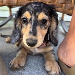 Pippi - Dachshund