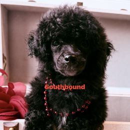 Red - Black female Poodle puppy in Leoma, Tennessee from Southbound Kennel
