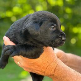 Ammo - Black male Labrador Retriever puppy in Isle, Minnesota from Dog Ear Outfitters