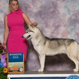 Hurricane - Siberian Husky