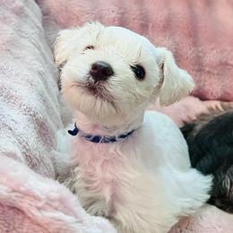 Boy-3- blue - Wheaten male Miniature Schnauzer puppy in Lehigh Acres, Florida from Regency Schnauzer