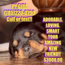 PURPLE YELLOW GIRL - Black and rust female Rottweiler puppy in Rossville, Kansas from Cross Creek Rottweilers