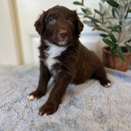 Fettuccine - Red male Bordoodle puppy in Valley Center, California from Circle R Valley Bordoodls
