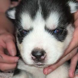 Calypso - Sable and white female Siberian Husky puppy in Richland, Mississippi from Feazell’s Siberian Huskies