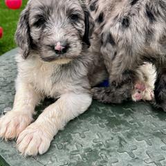 Newfypoo Puppies from Two Sisters Ranch, LLC