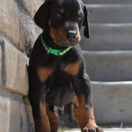Doberman Pinscher Puppies from Obsidian Kennels