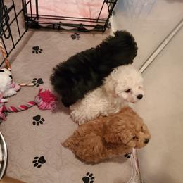 Poodle Puppies from Caboodles Of Poodles
