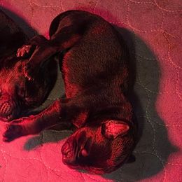 Boy 1 - Black and rust male Doberman Pinscher puppy in China Township, Michigan from Snell's Superior Kennel Dobermann & GSP