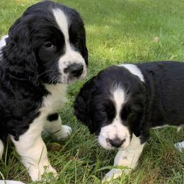 English Springer Spaniel Puppies from Clawson Pups