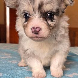 Miss Ellie - Blue merle and white female American Corgi puppy in Checotah, Oklahoma from Skoal Creek Corgi's
