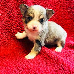 Tigger - Merle male Chihuahua puppy in Hobgood, North Carolina from Four Kids’ Farms, LLC