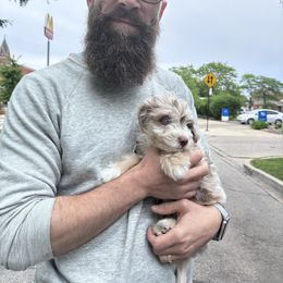 Aussiedoodle Puppies from Kingsden Aussies and doodles