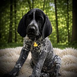 Male blue collar available - Black roan male German Shorthaired Pointer puppy in Hardeman County, Tennessee from Howell Farm GSP