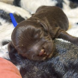 Kirk - Brown male Cockapoo puppy in Lake Tansi, Tennessee from Davis cockapoos