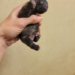 French Bulldog Puppies from Haas Frenchies LLC