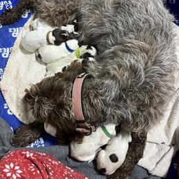 Wirehaired Pointing Griffon Puppies from Happy Hollow Griffons