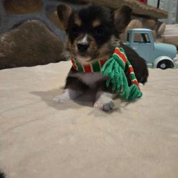 Boy 5 blue collar - Black and tan male Pembroke Welsh Corgi puppy in Necedah, Wisconsin from The 6Ks Paws and Hobbies
