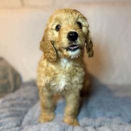 Reba - female Australian Mountain Doodle puppy in Melba, Idaho from Sleepy Hollow Mountain Doodles