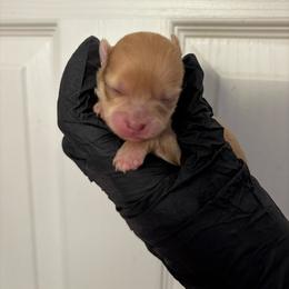 Cindy Lou - Chocolate merle female Pomeranian puppy in Douglas, Massachusetts from Country Oak Poms LLC